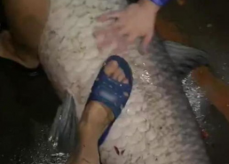 青鱼视频国产3,探索青春光影下的情感世界