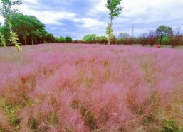 国产乱子,揭秘中国电影市场的独特现象与挑战
